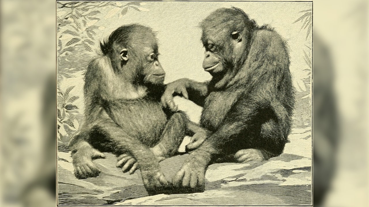 Homo badian: Çin'de yeni insan türü keşfedildi