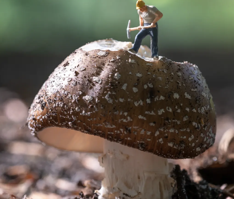 Scientists trace Lanmaoa asiatica effects unlike psilocybin