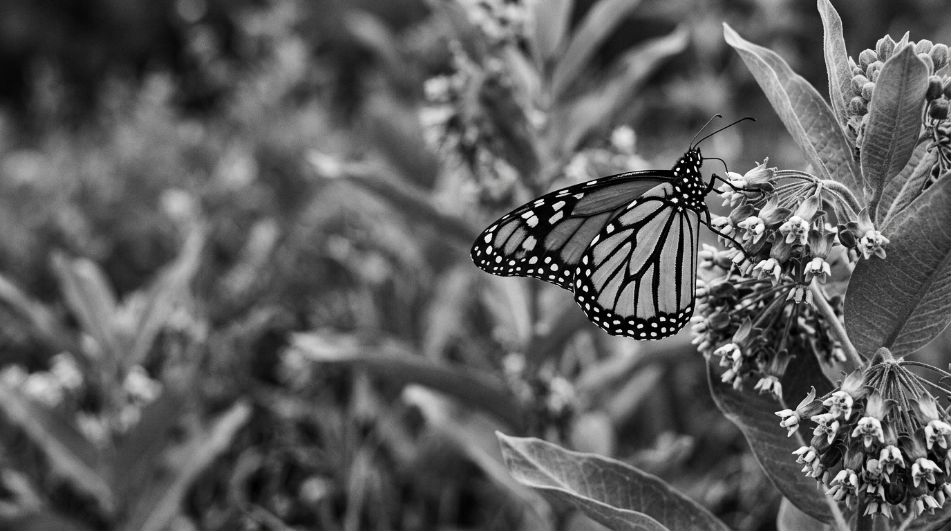 Butterfly Migrations Reveal Escalating Global Ecological Crisis