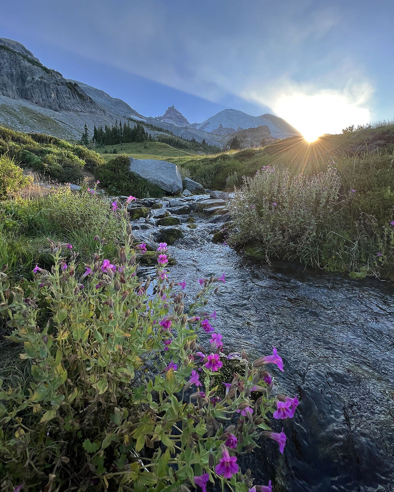 Monkeyflower Shows Rapid Drought Adaptation in California