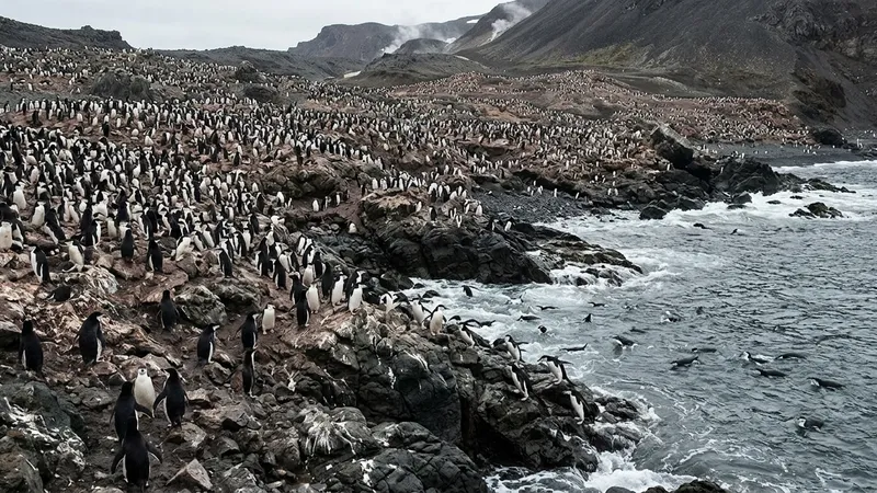 Antarctic Chinstrap Penguin Population Declines by Two-Thirds