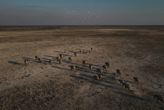 100,000 GPS-Tagged ‘Sentinel’ Animals Could Tilt the Anti-Poaching Fight by 2030
