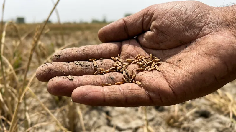 India rice production projected to drop 6.5% this year