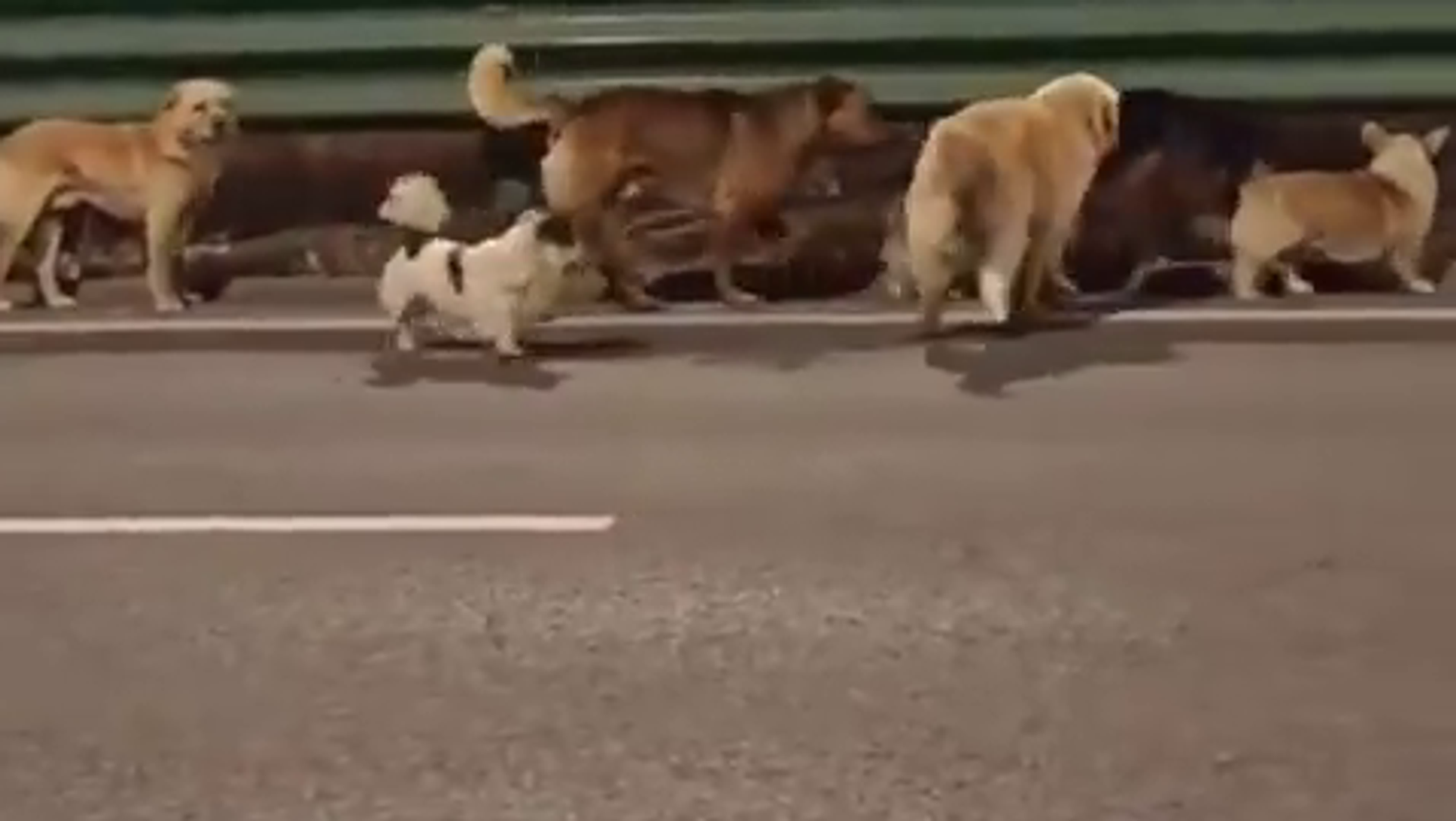 Çalınan 7 köpek 17 km yürüyerek evine geri döndü