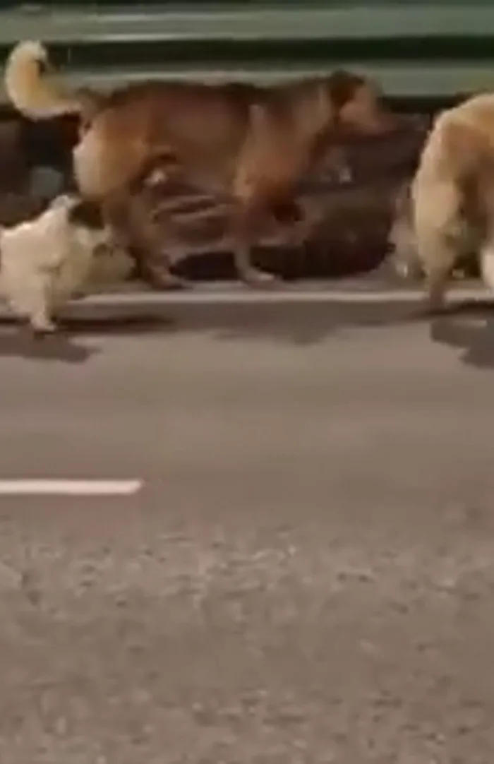 Çalınan 7 köpek 17 km yürüyerek evine geri döndü