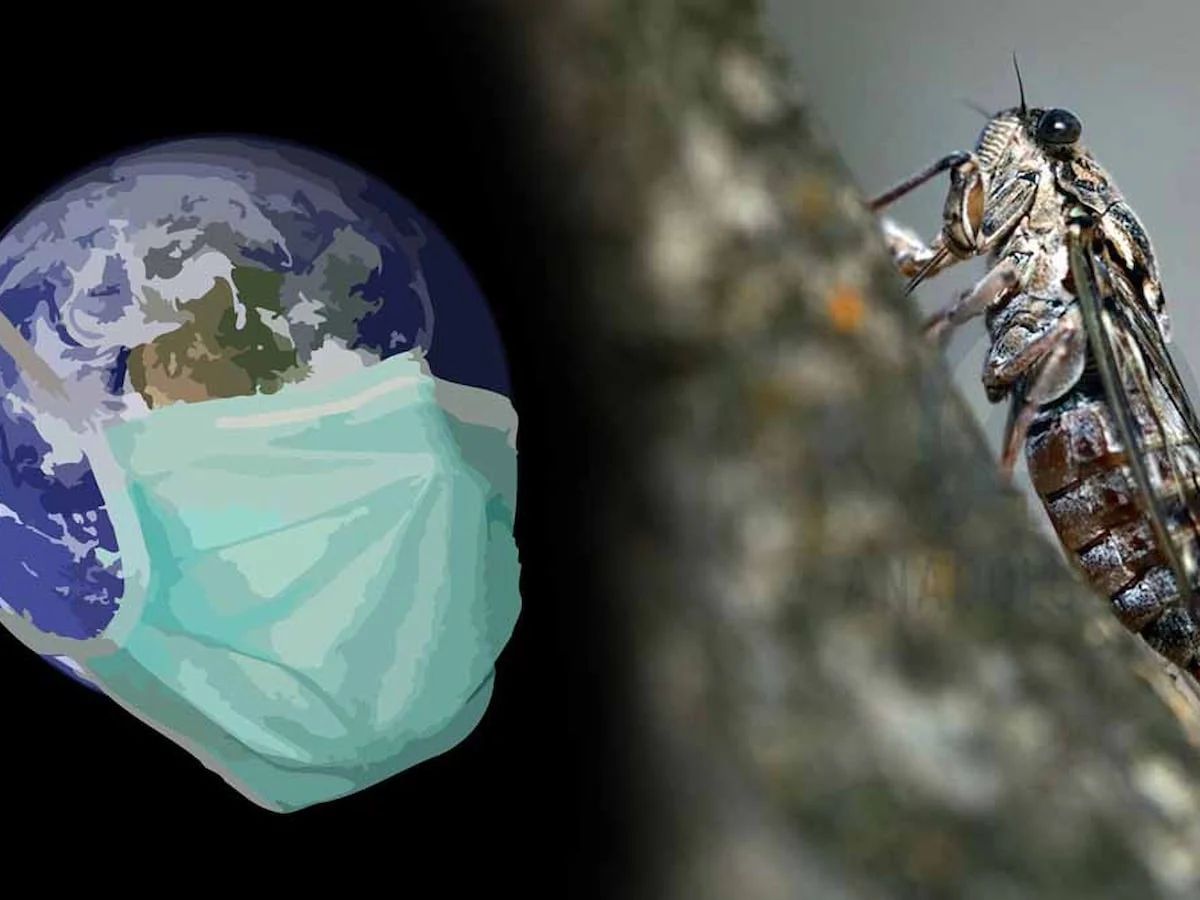 Yeni Cicada varyantı BA.32 ABD'de tespit edildi