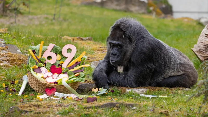 Dünyanın en yaşlı gorili Fatou 69 yaşında