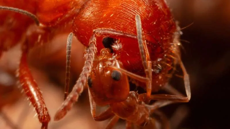 Köleci karınca T. Pilagens Arizona'da keşfedildi