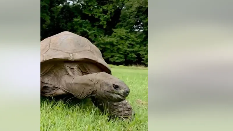 Guinness names Jonathan tortoise Icon at age 194