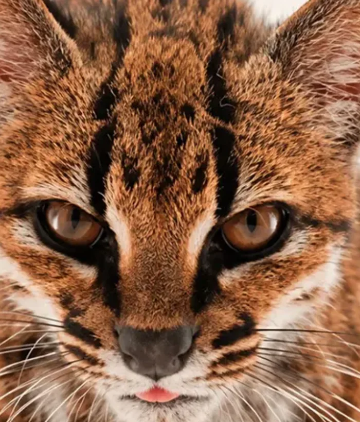 100 yıl sonra bir ilk: Yeni bir kedi türü keşfedildi