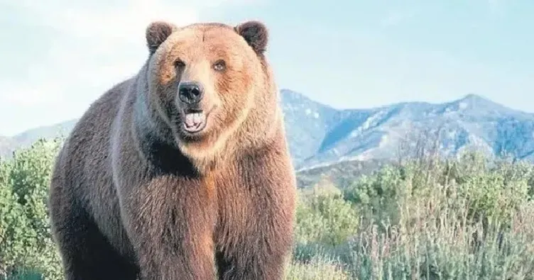 Bingöl'de Vahşet: 3 Bozayı Ölü Bulundu