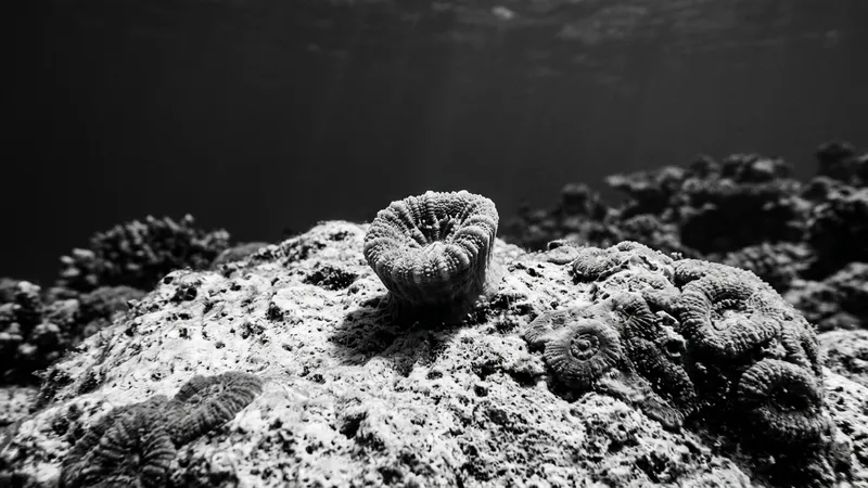 Scientists Deploy Heat-Resistant Corals to Protect Reefs