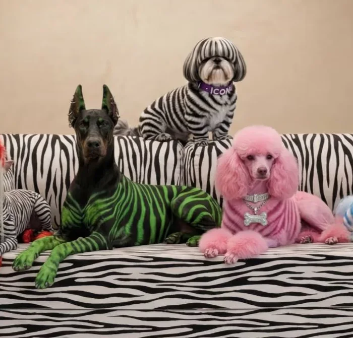 Minimalizme “zebra” dokunuş: OMHU’dan cesur TEDDY tasarımı