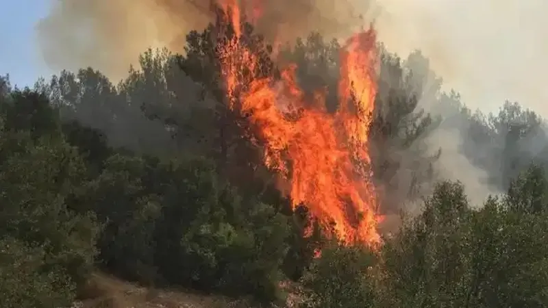 Muğla'da orman yangını: Ekiplerin müdahalesi sürüyor