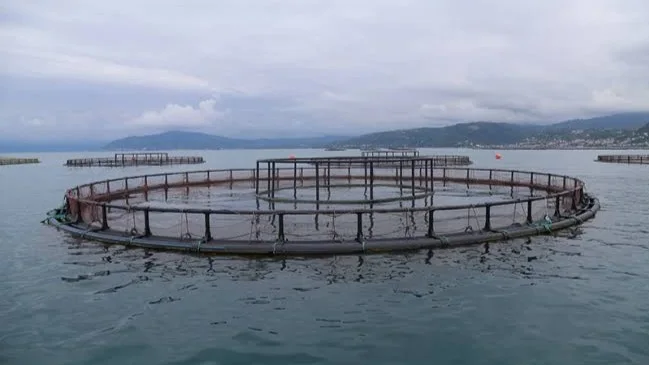 Rize’de kafes balıkçılığı projesine yönelik yerel direniş ve hukuki ihtilaflar