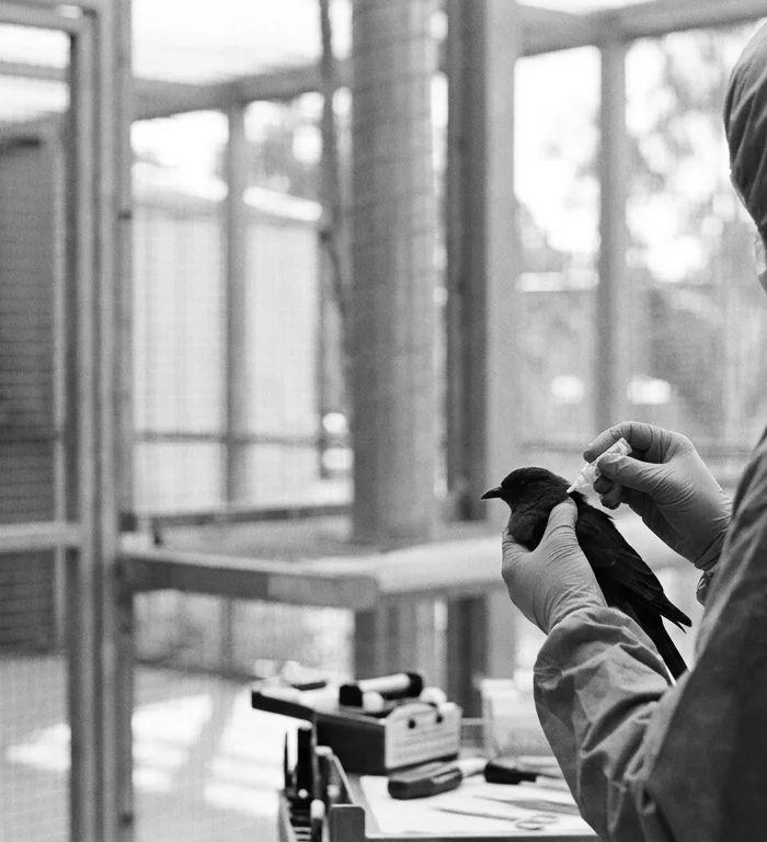 Avustralya H5N1 aşı programı başlatıyor
