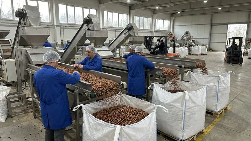 Fındık ihracatı 9 ayda 1,92 milyar dolara çıktı