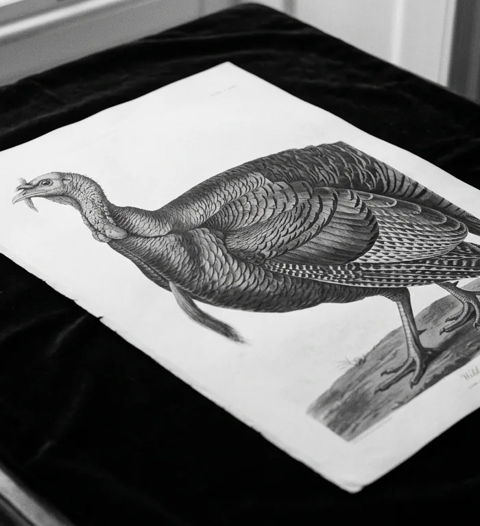 Nadir eser müzayedesi: Audubon için 2,2 milyon $