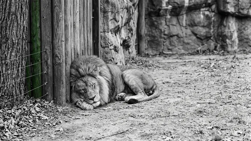 Shera, 21-year-old lion known as ‘Queen Bee,’ euthanized at Smithsonian’s National Zoo