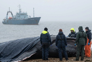 Danish Whale Carcass Identified as 'Timmy' from German Rescue