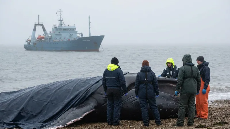 Danish Whale Carcass Identified as 'Timmy' from German Rescue