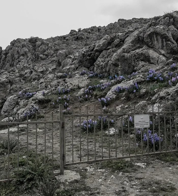 Siirt’te endemik Şirvan ve Dicle sümbülleri açtı, koparmanın cezası 699 bin TL