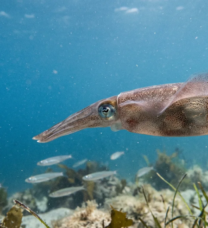 Squid's hidden Sensory system offers clues to human hearing loss