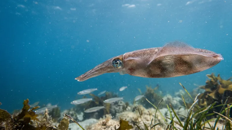 Squid's Hidden Sensory System Offers Clues to Human Hearing Loss