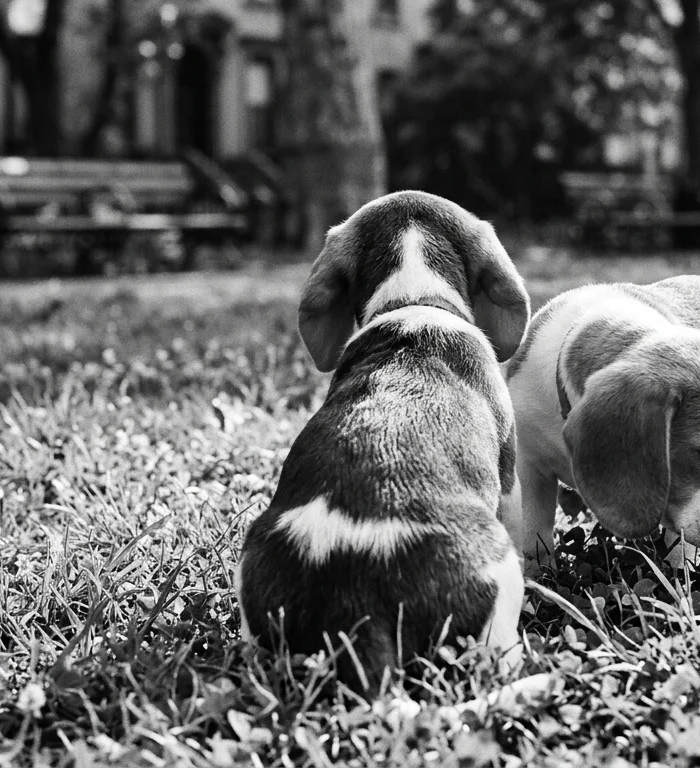 CRISPR Beagle köpekler: alerjen protein üretimi durdu